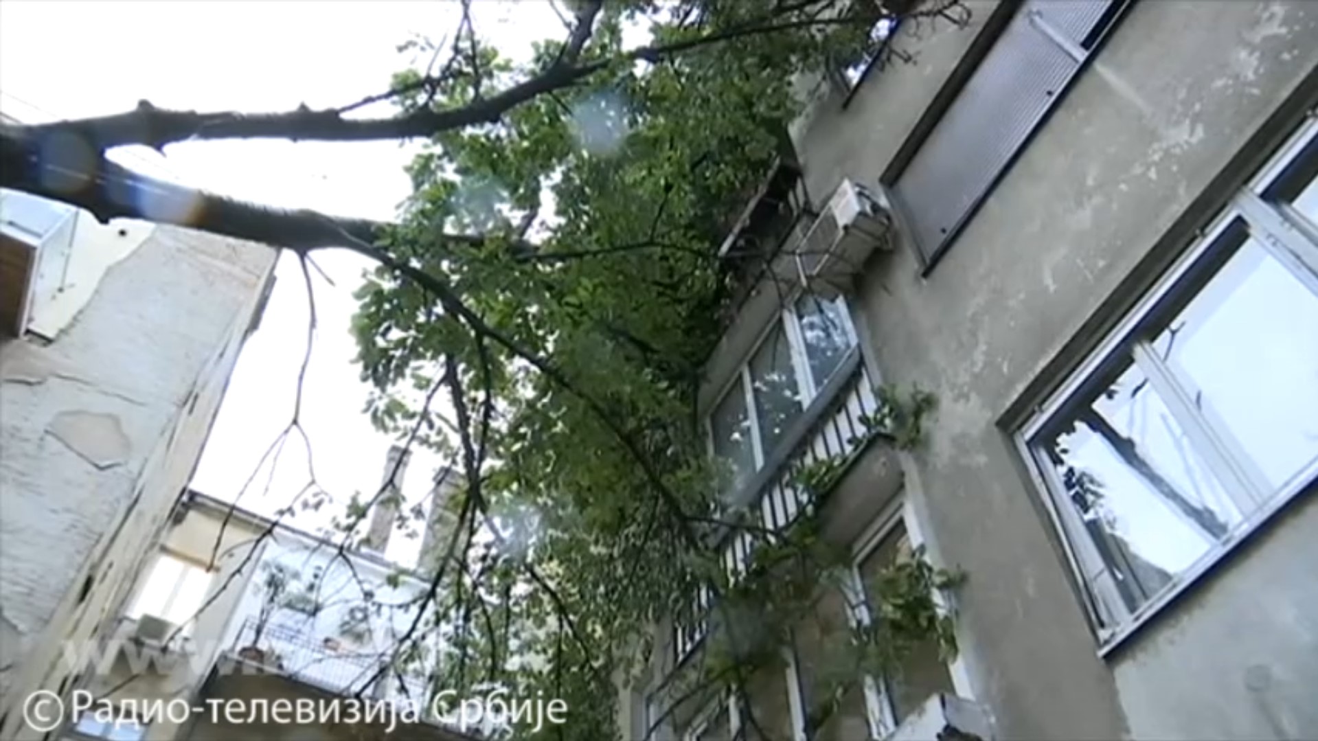 Košava felled a tree in the center of Belgrade, the canopy "entered" the apartments thumbnail