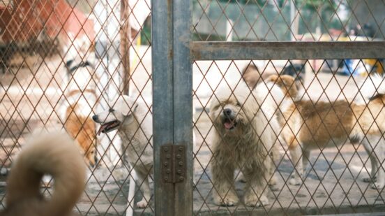 Prihvatilište Animal Shelter