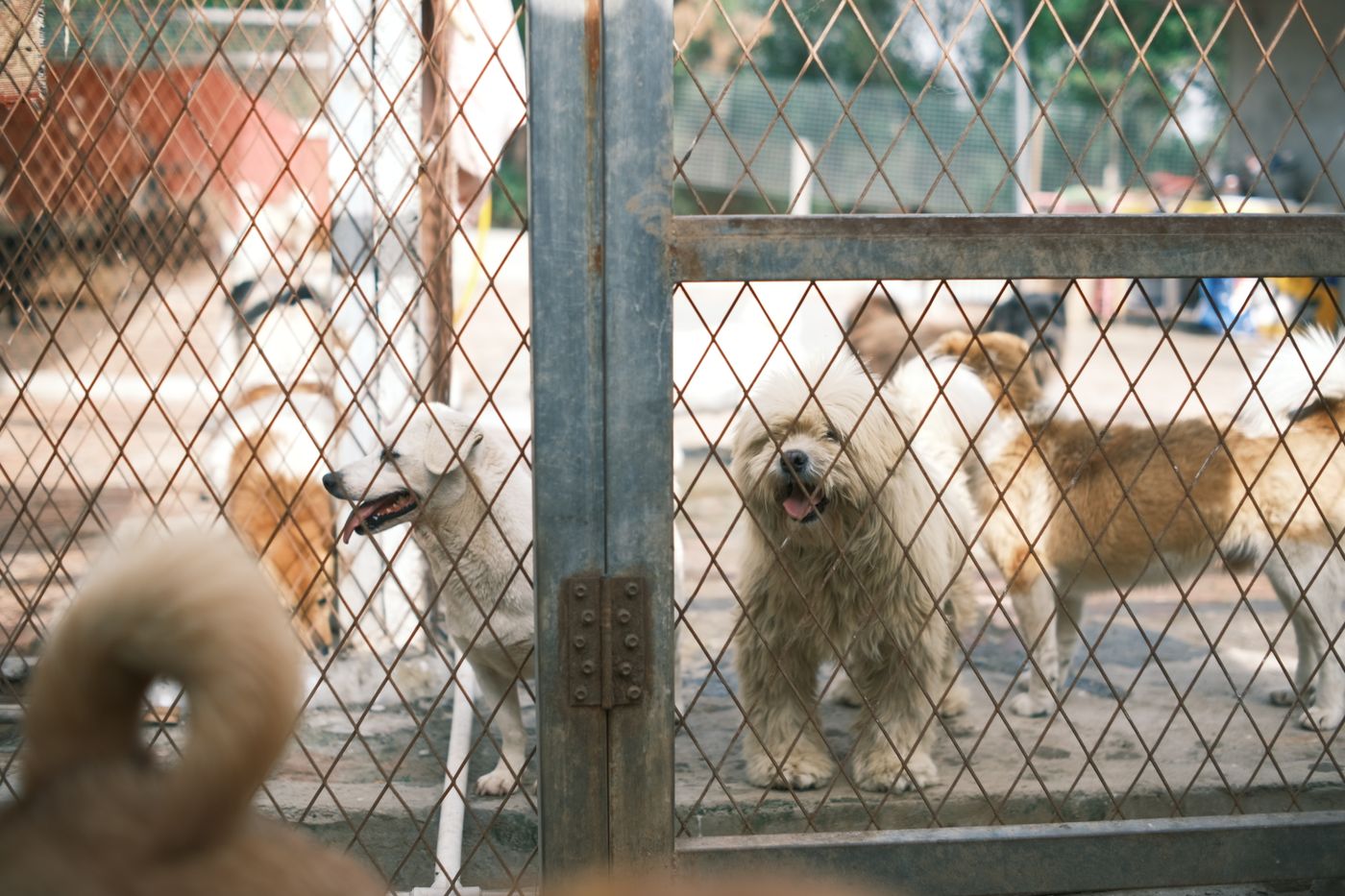 Prihvatilište Animal Shelter