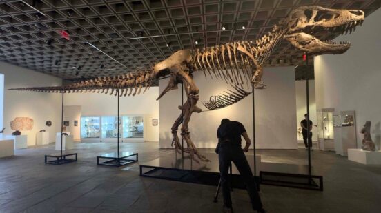 Tyrannosaurus Rex 'Gus' A Mounted Tyrannosaurus Rex Skeleton. Late Cretaceous, Maastrichtian Stage (approx. 67 million years ago), Hell Creek Formation, Harding County, South Dakota, USA, estimate $20 million - $30 million, seen during the Geek Week Natural History auction at Sotheby's New York Presents The Summer Season at the Breuer. Sotheby's New York Presents The Summer Season, New York, USA - 01 Jul 2026,Image: 1113981753, License: Rights-managed, Restrictions: EDITORIAL USE ONLY No use with unauthorised audio, video, data, fixture lists, club/league logos or 'live' services. Online in-match use limited to 120 images, no video emulation. No use in betting, games or single club/league/player publications., Model Release: no , Credit line: ZUMA Press Wire / Shutterstock Editorial / Profimedia