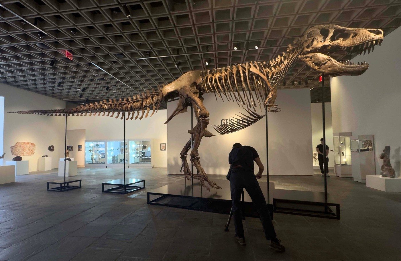 Tyrannosaurus Rex 'Gus' A Mounted Tyrannosaurus Rex Skeleton. Late Cretaceous, Maastrichtian Stage (approx. 67 million years ago), Hell Creek Formation, Harding County, South Dakota, USA, estimate $20 million - $30 million, seen during the Geek Week Natural History auction at Sotheby's New York Presents The Summer Season at the Breuer. Sotheby's New York Presents The Summer Season, New York, USA - 01 Jul 2026,Image: 1113981753, License: Rights-managed, Restrictions: EDITORIAL USE ONLY No use with unauthorised audio, video, data, fixture lists, club/league logos or 'live' services. Online in-match use limited to 120 images, no video emulation. No use in betting, games or single club/league/player publications., Model Release: no , Credit line: ZUMA Press Wire / Shutterstock Editorial / Profimedia