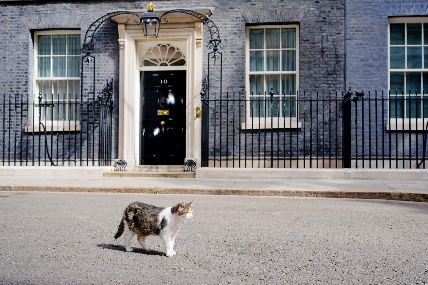 Chief Mouser to the Cabinet Office Larry the cat in Downing Street, London, ahead of Labour leader Andy Burnham being confirmed as the new Prime Minister later on Monday. Picture date: Monday July 20, 2026.,Image: 1117535240, License: Rights-managed, Restrictions: , Model Release: no , Credit line: Ben Birchall / PA Images / Profimedia
